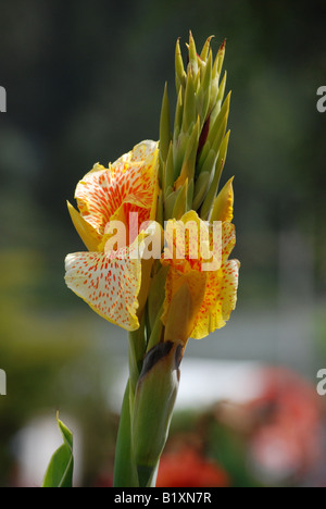 La beauté de la fleur -,tamilnadu inde otty Banque D'Images