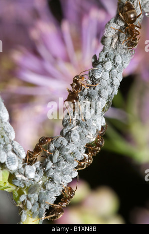 La collecte des fourmis d'une colonie de pucerons de miellat sur une tige de la plante Banque D'Images