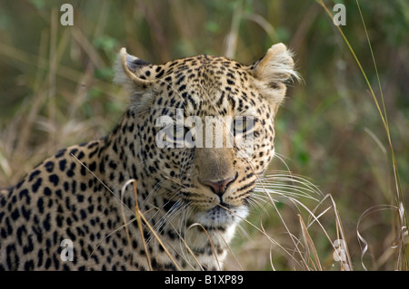 Leopard, Kenya, Afrique Banque D'Images