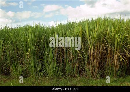 Domaine de la canne à sucre Mumias Kenya Afrique Banque D'Images