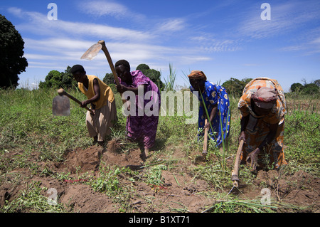 Les femmes africaines dans les champs à cultiver le sol avec l'Afrique Ouganda Mbale houes Banque D'Images