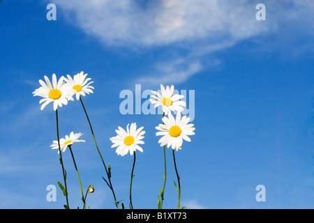 Camomille blanc sur fond bleu Banque D'Images