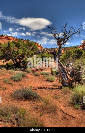 Image HDR d'un Canyon Banque D'Images