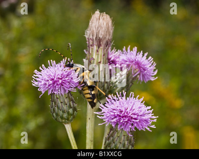 Longhorn Beetle Strangalia maculata (Cerambycidae) Banque D'Images