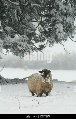 Les moutons, Suffolk Suffolk cross ram et North Country Mule ewe, dans la neige, des North Downs, Kent, Angleterre. Banque D'Images