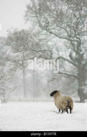 Les moutons, Suffolk Suffolk cross ram et North Country Mule ewe, dans la neige, des North Downs, Kent, Angleterre. Banque D'Images