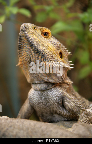 Homme Dragon Barbu Pogona vitticeps Australie Banque D'Images