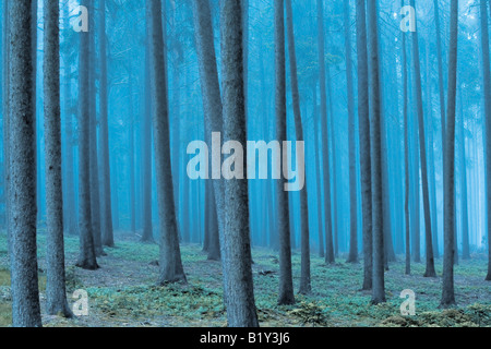 DES FORÊTS DANS LE BROUILLARD Banque D'Images