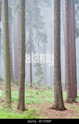 DES FORÊTS DANS LE BROUILLARD Banque D'Images