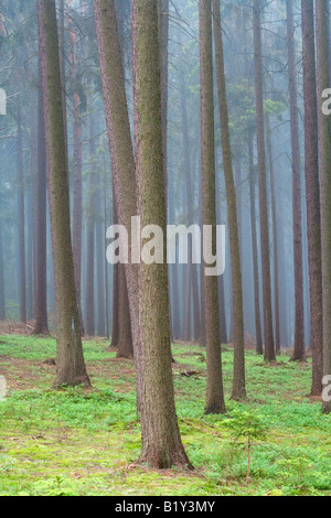 DES FORÊTS DANS LE BROUILLARD Banque D'Images