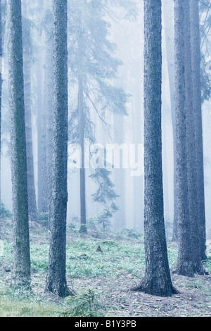 DES FORÊTS DANS LE BROUILLARD Banque D'Images