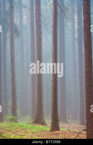 DES FORÊTS DANS LE BROUILLARD Banque D'Images