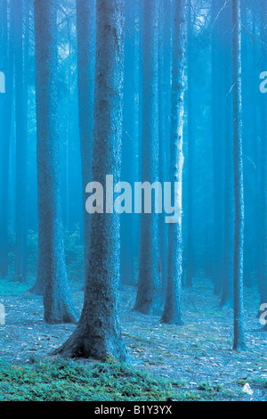 DES FORÊTS DANS LE BROUILLARD Banque D'Images