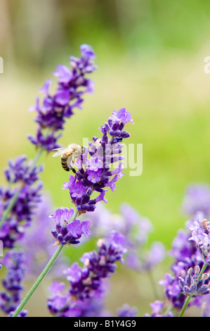 La lavande (lavandula angustifolia hidcote) et des Abeilles Banque D'Images