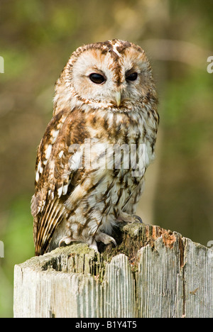 Chouette hulotte perchée sur piquet Banque D'Images