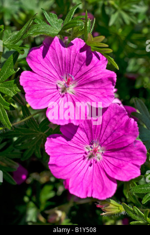 Geranium sanguineum 'John Elsley' Banque D'Images