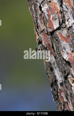 Blanche Sitta krueperi Krüper's laissant nid situé dans la région de pine tree sur Lesbos, Grèce en avril. Banque D'Images