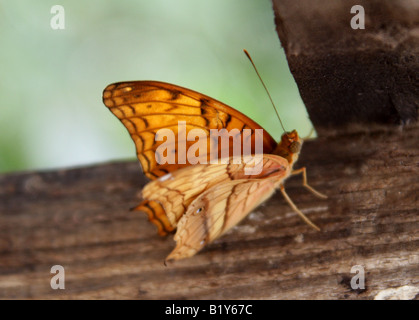 Homme Cruiser Papillon, Vindula dejone, Nymphalidae, l'Asie du Sud Banque D'Images