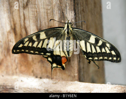 Papillon du machaon Papilio machaon européenne Papilionidae, Europe, Amérique du Nord. Ailes de séchage juste après la sortie de chrysalide Banque D'Images