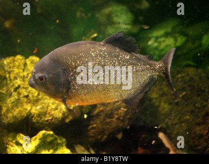 Le Piranha à ventre rouge, Pygocentrus nattereri, poissons d'eau douce d'Amérique du Sud Banque D'Images