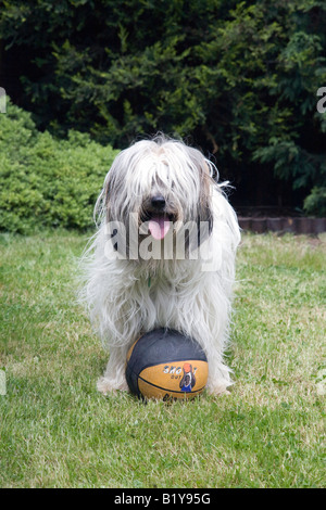 Terrier tibétain joue avec balle en jardin Banque D'Images