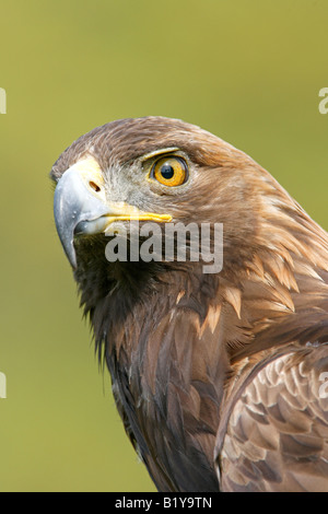 Golden Eagle captif Vertical Profil Banque D'Images