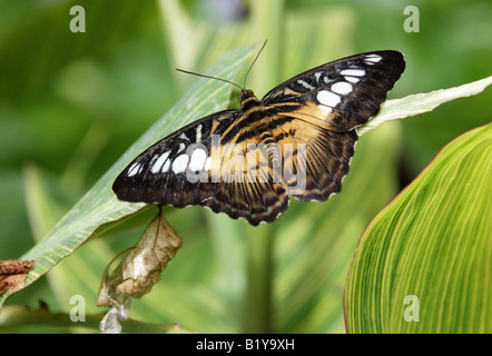 Le Clipper, Papillon Parthenos sylvia philippensis, Nymphalidae, Asie du Sud Est Banque D'Images