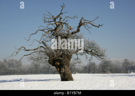 Village de Aldersey, Angleterre. Hiver ensoleillé neige scène rurale des arbres dans un champ dans la campagne du Cheshire. Banque D'Images
