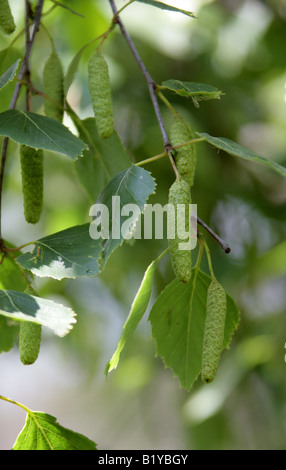 Les Chatons de bouleau blanc, Betula pendula, Bétulacées Banque D'Images