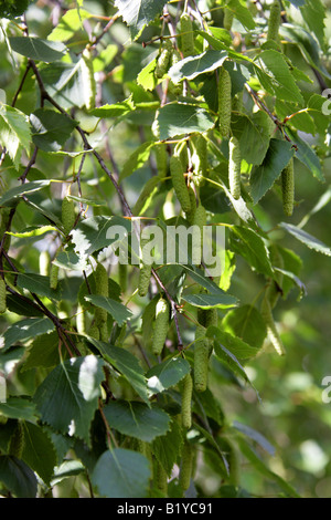 Les Chatons de bouleau blanc Betula pendula Betulaceae Banque D'Images