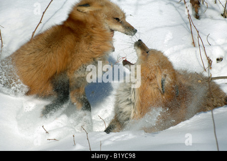 Deux Red Fox Vulpes vulpes à jouer dans l'établissement d'hiver en Amérique du Nord Banque D'Images