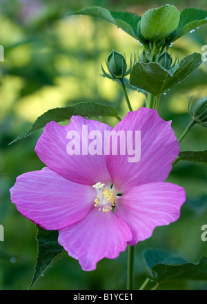 Lavatera trimestris mauve rose ( ) Banque D'Images