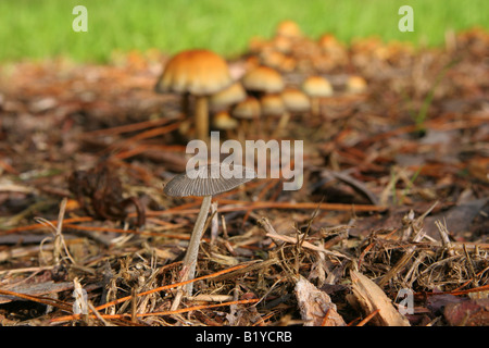 Petit gris des champignons sur le sol entre les aiguilles de pin Banque D'Images