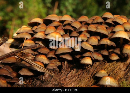 Groupe de champignons blancs brun sur le côté de la souche d'arbre Banque D'Images