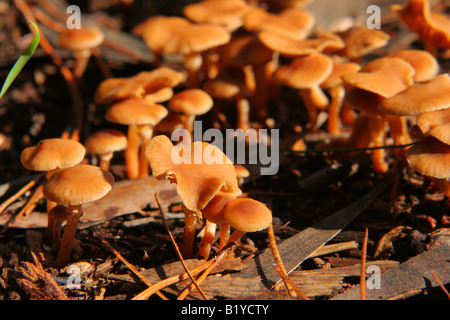 Macro image de minuscules champignons orange développe entre les aiguilles de pin Banque D'Images