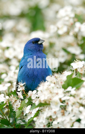 Passerin indigo perché dans les fleurs d'Aubépine - verticale Banque D'Images