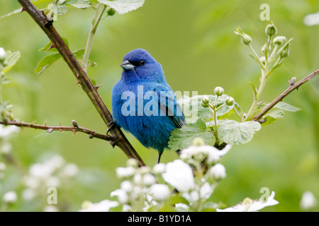 Passerin indigo perché en mûriers en fleurs Banque D'Images