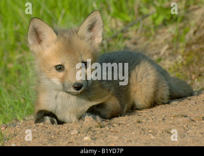 Le Renard roux Vulpes vulpes Kit reposant près de den Printemps Amérique du Nord Banque D'Images