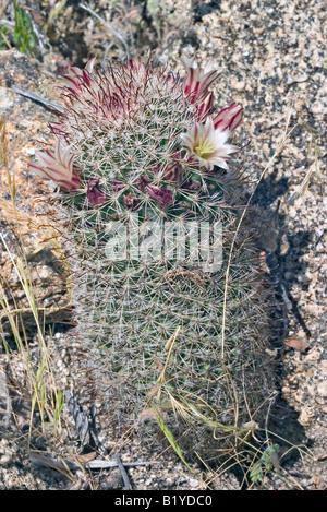 Mammilaria dioica Anza Borrego Desert Plum Canyon State Park San Diego County California USA 5 avril Cactacea Banque D'Images