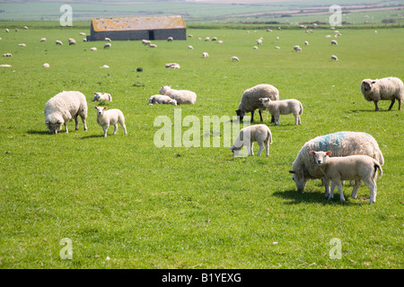 Moutons dans un pré au Pays de Galles, Royaume-Uni Banque D'Images