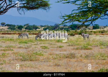 Le zèbre de Grevy, Hippotigris grevyi. GROUP Banque D'Images