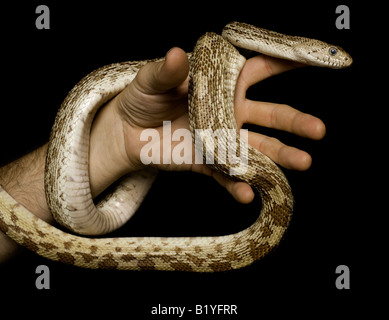 Serpent taureau close up sauvage dans la main Banque D'Images