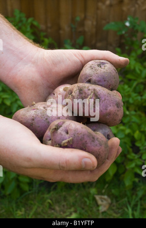 Accueil fraîchement creusée cultivé "Conakry Blue" Pommes de variété du patrimoine entre les mains de l'homme avec les plants de pommes de terre et jardin clôture en arrière-plan Banque D'Images