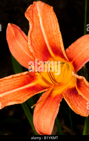 L'hémérocalle Orange Fleur, hémérocalles Banque D'Images