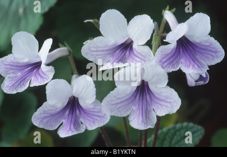 Streptocarpus "Crystal Ice' (CAP) primrose Banque D'Images