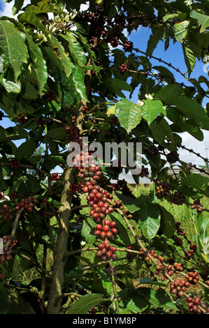 Sur les grains de café de plus en plus de plantes Coffea arabica Afrique Ouganda Banque D'Images