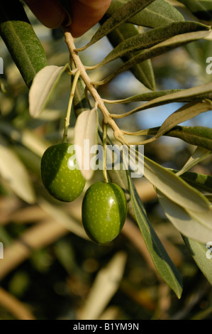 La pendaison des olives sur l'arbre. Oliven haengen une einem Zweig. Banque D'Images