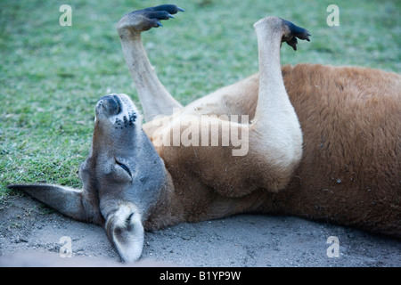 Kangourou en Currumbin Wildlife Sanctuary Gold Coast Queensland Australie Qsl Banque D'Images