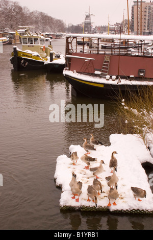 Une plate-forme flottante avec des oies sur un canal à Amsterda, la capitale des Pays-Bas avec moulin '' l'assurance-emploi dans l'arrière-plan. Banque D'Images