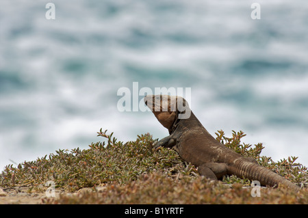 Un Gran Canaria Lizzard géant assis sur un rocher surplombant la mer Banque D'Images